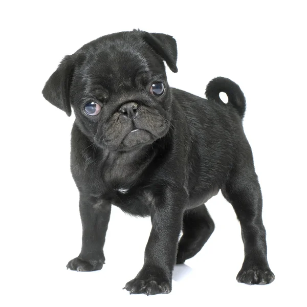 Pug puppy zwart — Stockfoto