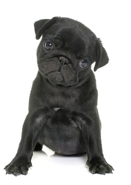 Cachorro negro pug — Foto de Stock