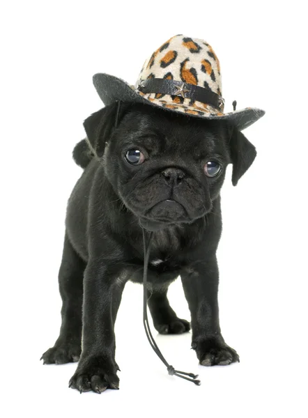 Puppy black pug — Stock Photo, Image