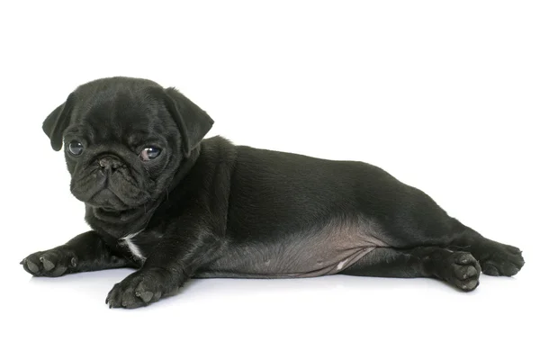 Cachorro negro pug — Foto de Stock