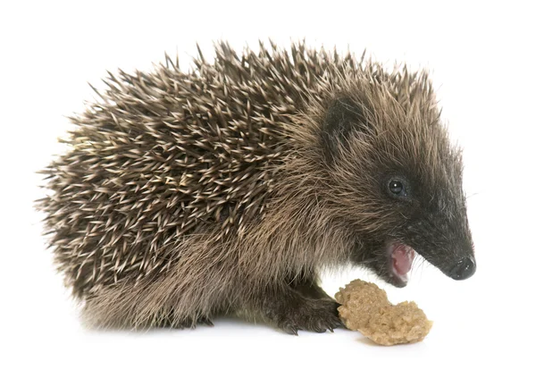 Baby hedgehog eating — Stock Photo, Image