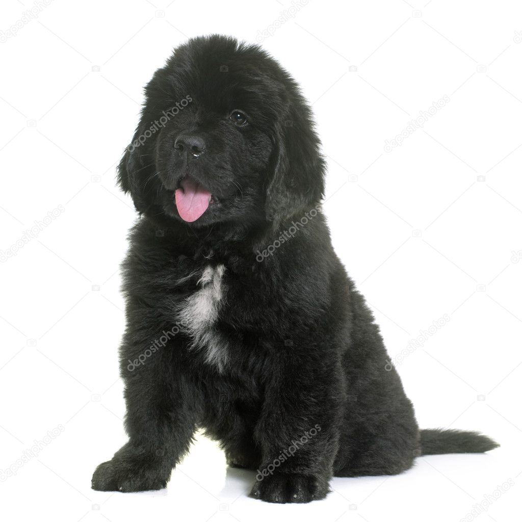 Cucciolo di terranova Foto Stock, Cucciolo di terranova Immagini | Depositphotos