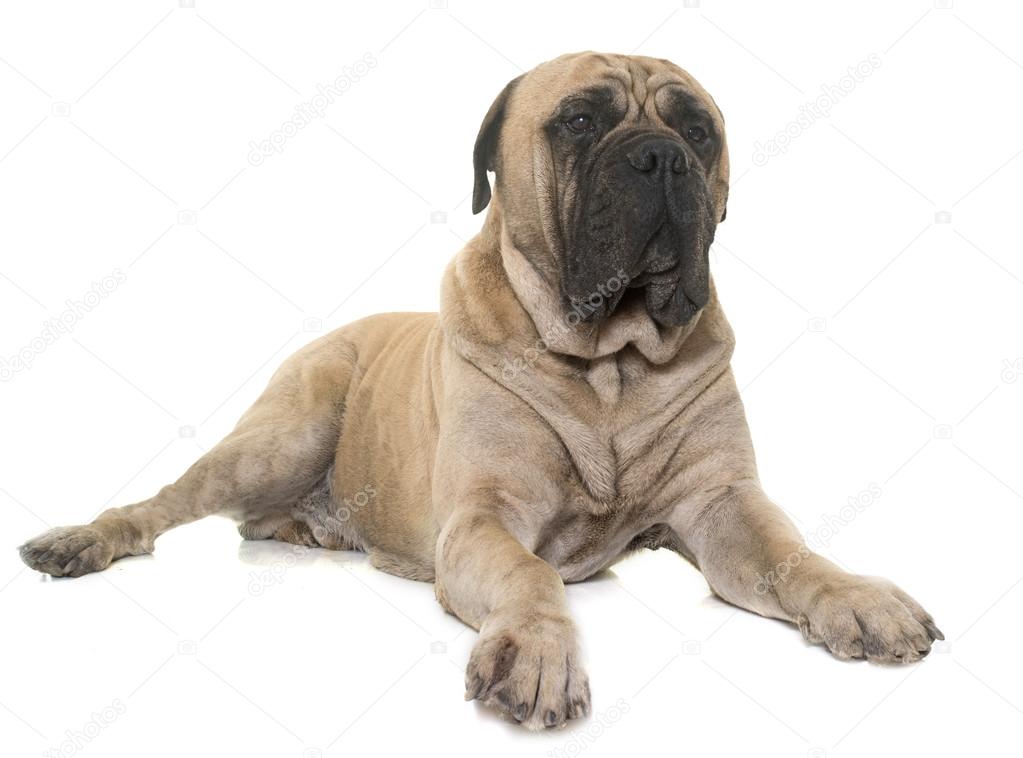 bull mastiff in studio