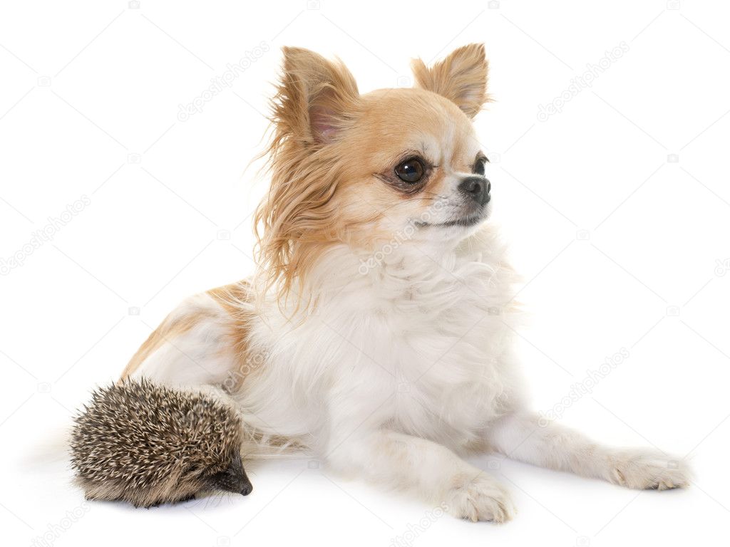 Baby Hedgehog And Chihuahua Stock Photo Image By C Cynoclub Baby Hedgehog And Chihuahua Stock Photo Image By C Cynoclub