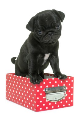 köpek yavrusu siyah boksör