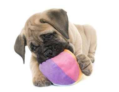 köpek bull mastiff oynarken