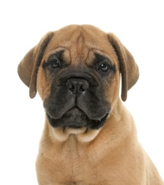 köpek bull mastiff