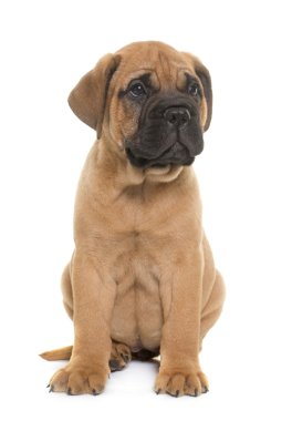 köpek bull mastiff