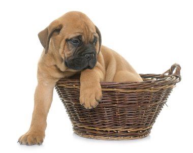 köpek bull mastiff