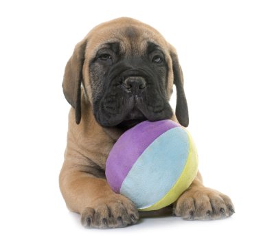 köpek bull mastiff oynarken