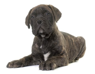 köpek bull mastiff