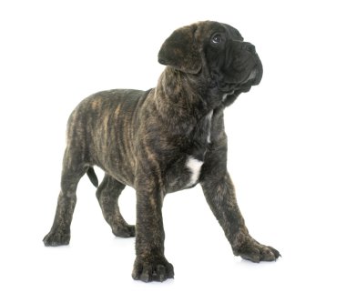köpek bull mastiff