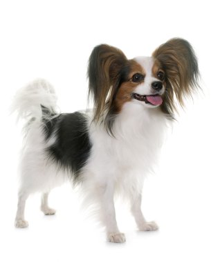 Papillon köpek Studio