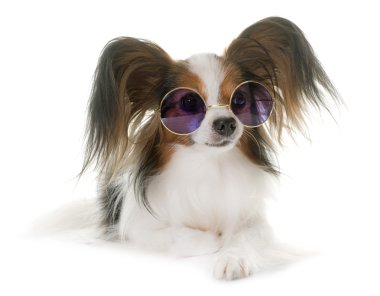 papillon dog in studio clipart