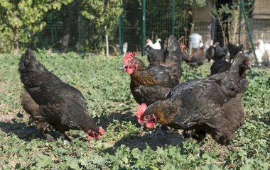 Marans tavuk Bahçe