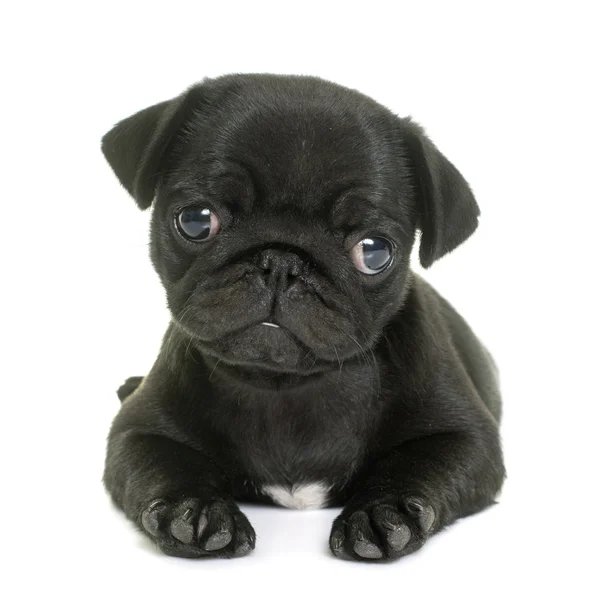 子犬の黒パグ — ストック写真
