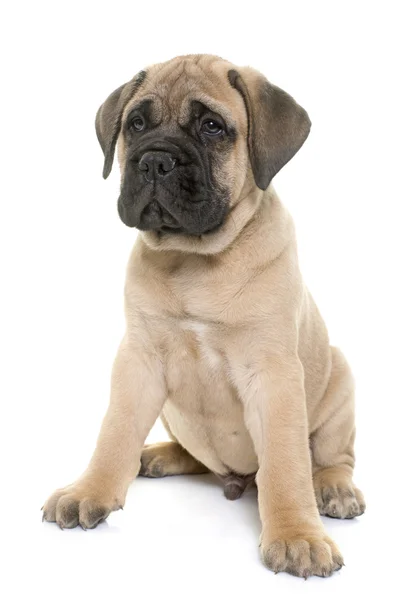 Puppy bull mastiff — Stok Foto