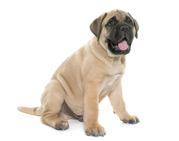 Catelus taur mastiff — Fotografie, imagine de stoc