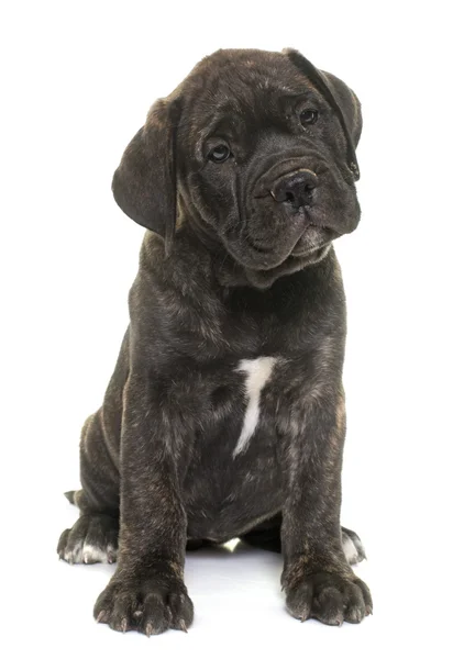 Puppy bull mastiff — Stock Photo, Image