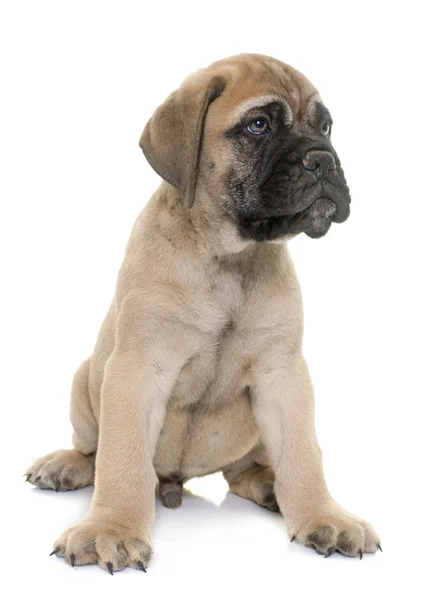 Catelus taur mastiff — Fotografie, imagine de stoc