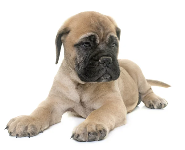 Puppy bull mastiff — Stock Photo, Image