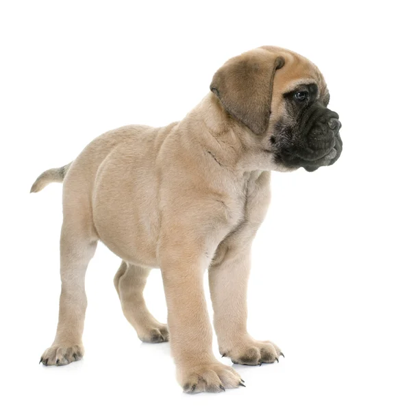 Mastim de cãozinho — Fotografia de Stock