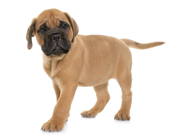 Mastín de toro de cachorro — Foto de Stock