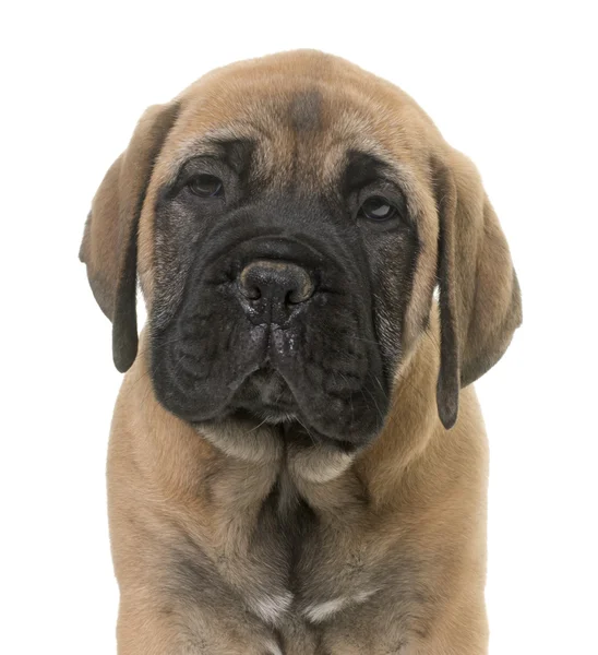 Puppy bull mastiff — Stok Foto