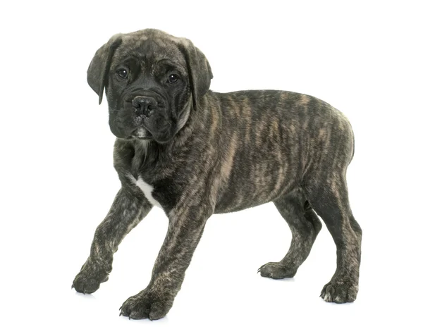 Puppy bull mastiff — Stock Photo, Image