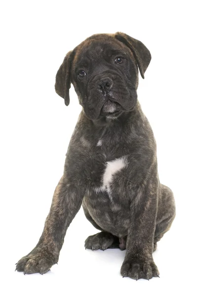 Puppy bull mastiff — Stock Photo, Image