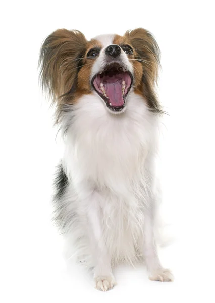 Papillon hund i studio — Stockfoto