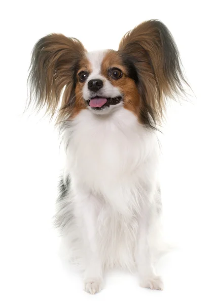 Papillon cão no estúdio — Fotografia de Stock