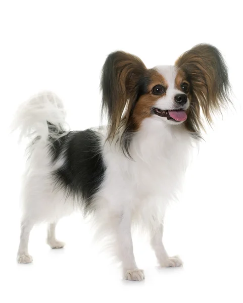 Papillon hund i studio — Stockfoto