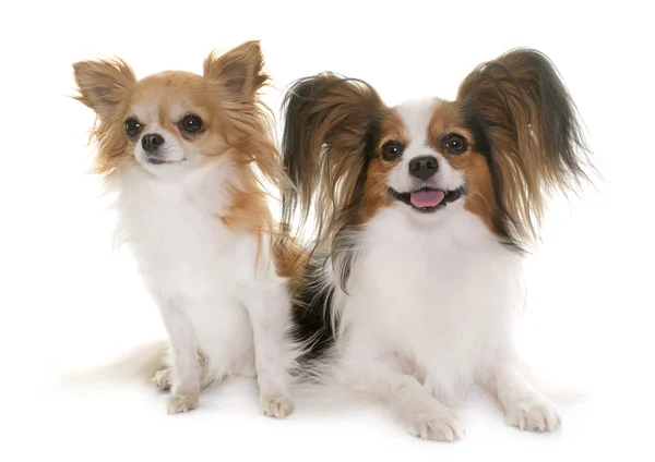 Fotos De Cachorro Papillon De Stock Cachorro Papillon Imagenes Libres De Derechos Depositphotos Fotos De Cachorro Papillon De Stock Cachorro Papillon Imagenes Libres De Derechos Depositphotos