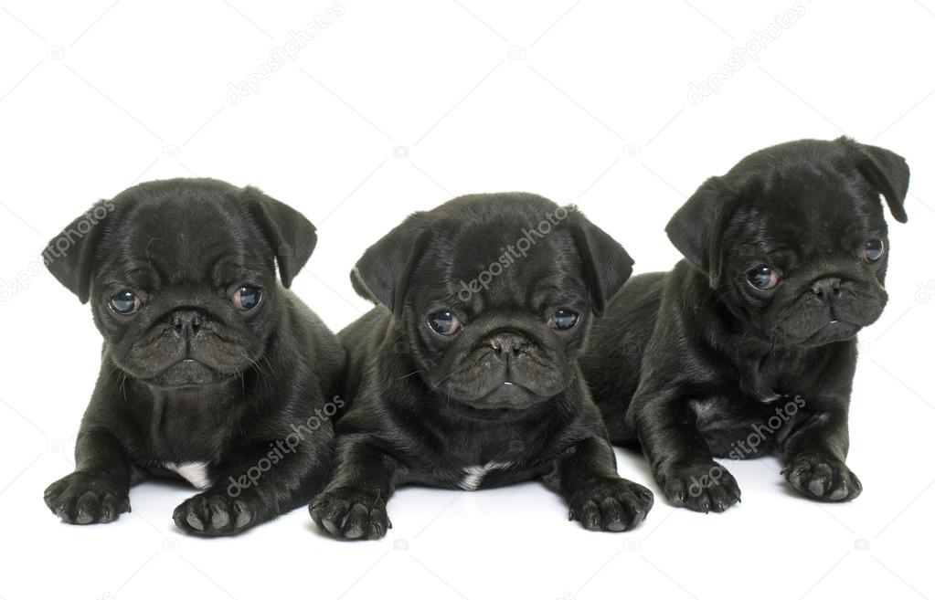 puppies black pug