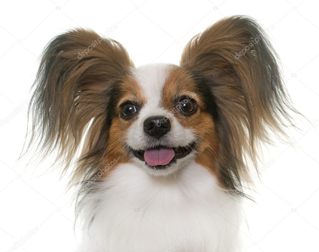 Papillon Hund im Atelier — Stockfoto © cynoclub #126098020