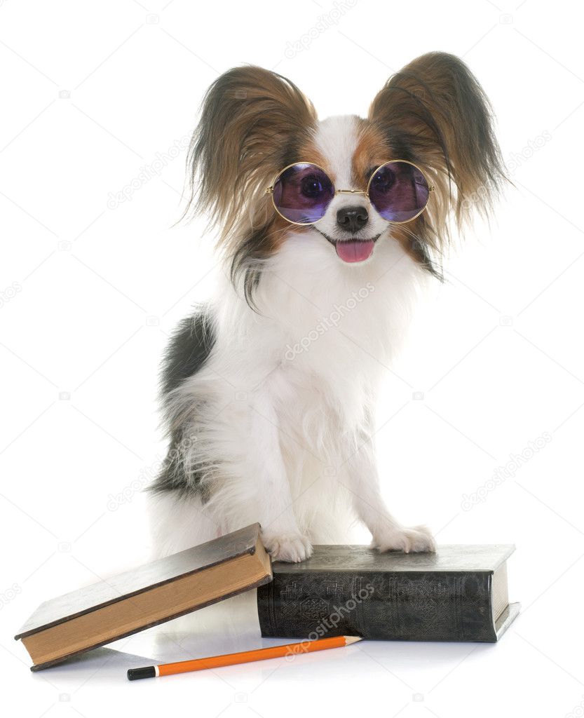 Clau papillon sale puppies