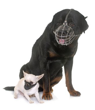 rottweiler, chihuahua and muzzles clipart