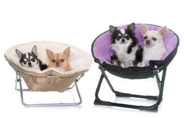 chihuahuas için sandalye