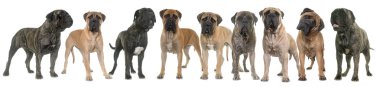 Boğa mastiffs Studio