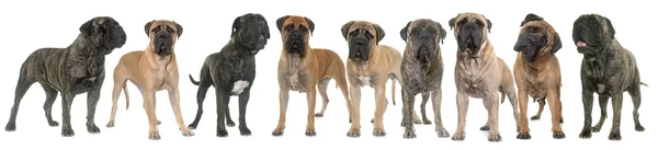 Touro mastiffs em estúdio — Fotografia de Stock