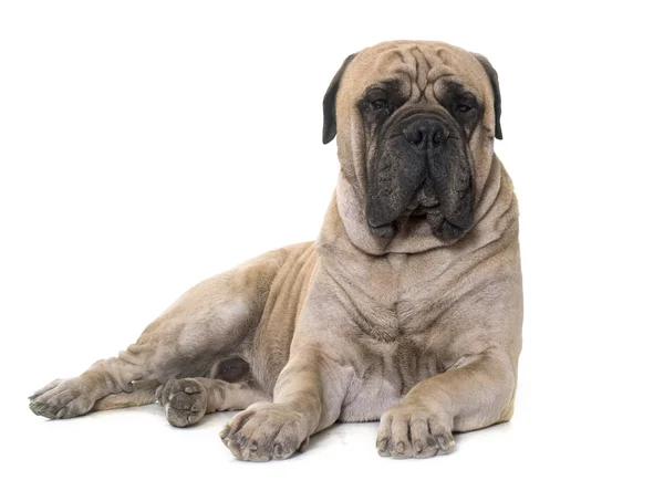 Bull mastiff in studio — Stockfoto