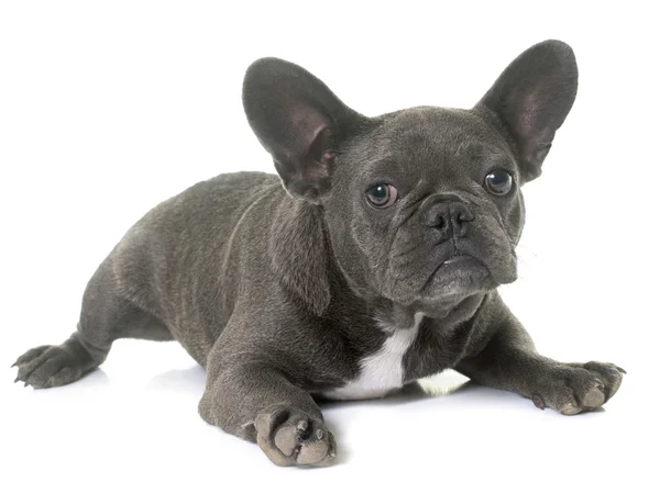 Valp fransk bulldog — Stockfoto