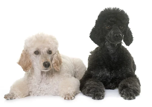 Two poodles in studio — Stock Photo, Image