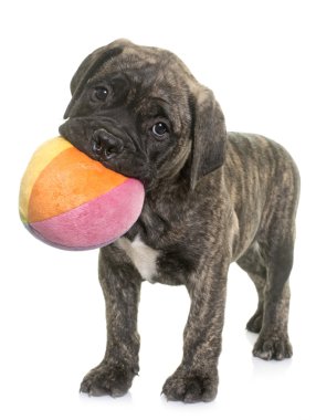 köpek bull mastiff oynarken