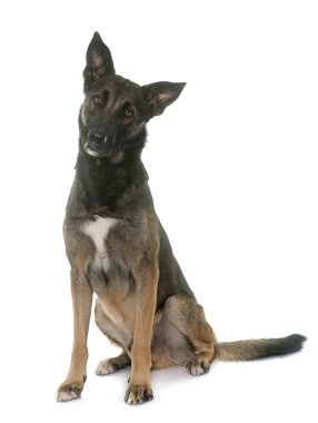Belçika çoban malinois