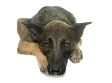 Belçika çoban malinois