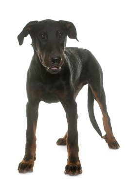 Genç beauceron köpek