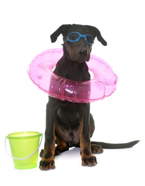 Genç beauceron köpek tatil