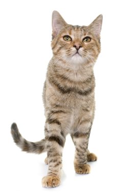 Studio Tabby yavru kedi